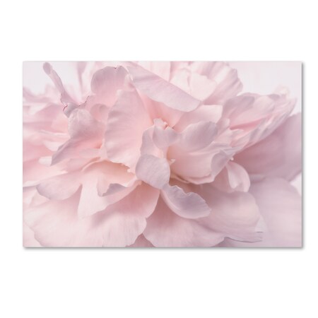 Trademark Fine Art Cora Niele 'Pink Peony Petals II' Canvas Art, 12x19 ALI1768-C1219GG